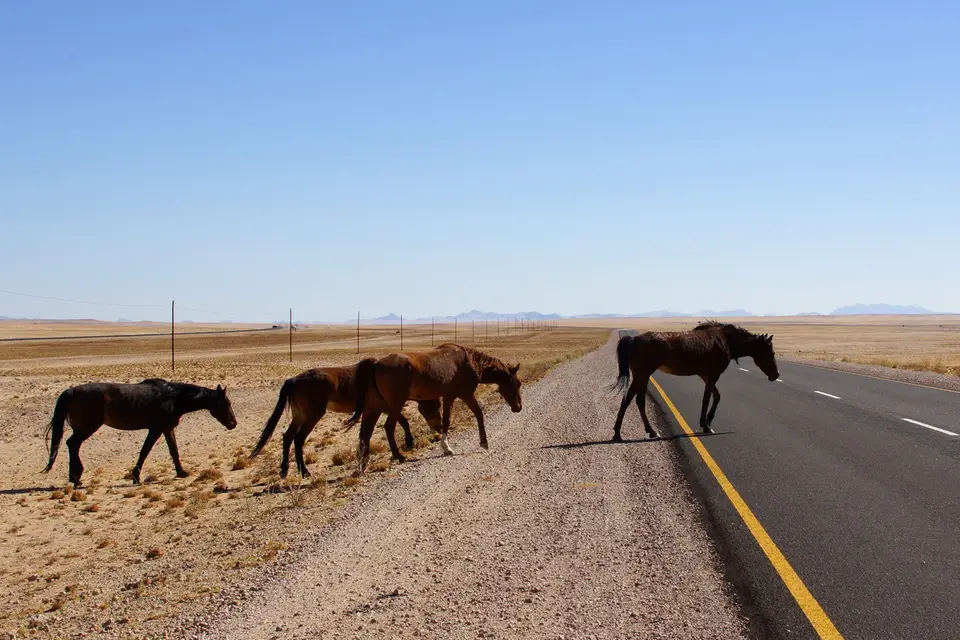 namibia-2019-05-1814-16-20.jpg