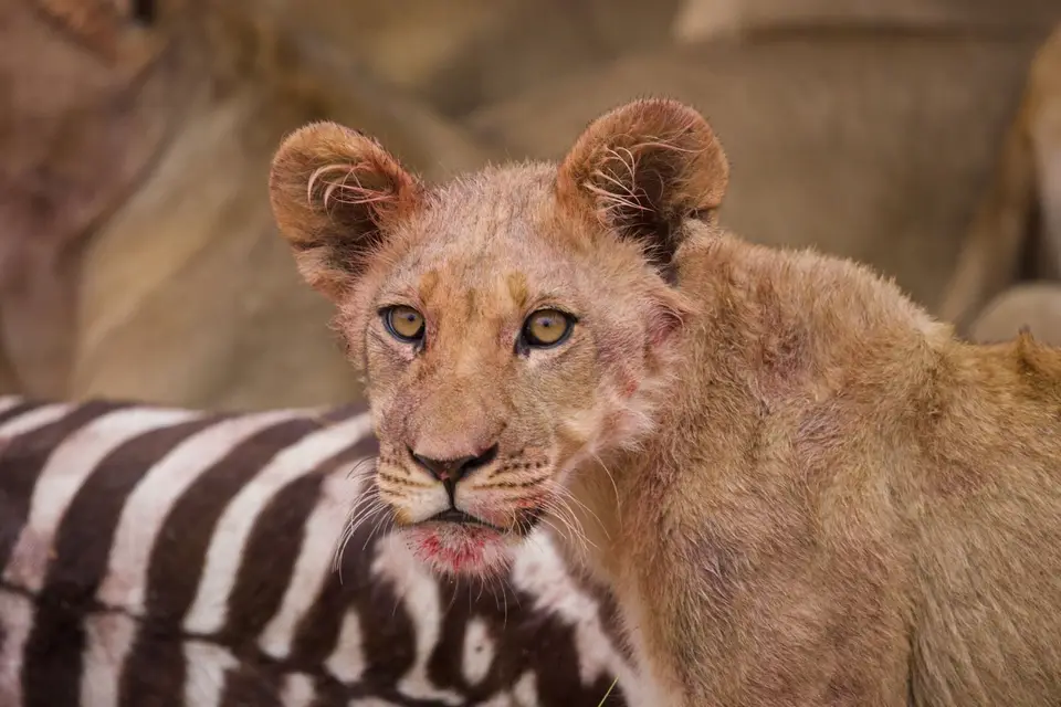 baby_lion.jpg