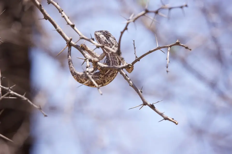 chameleon.jpg