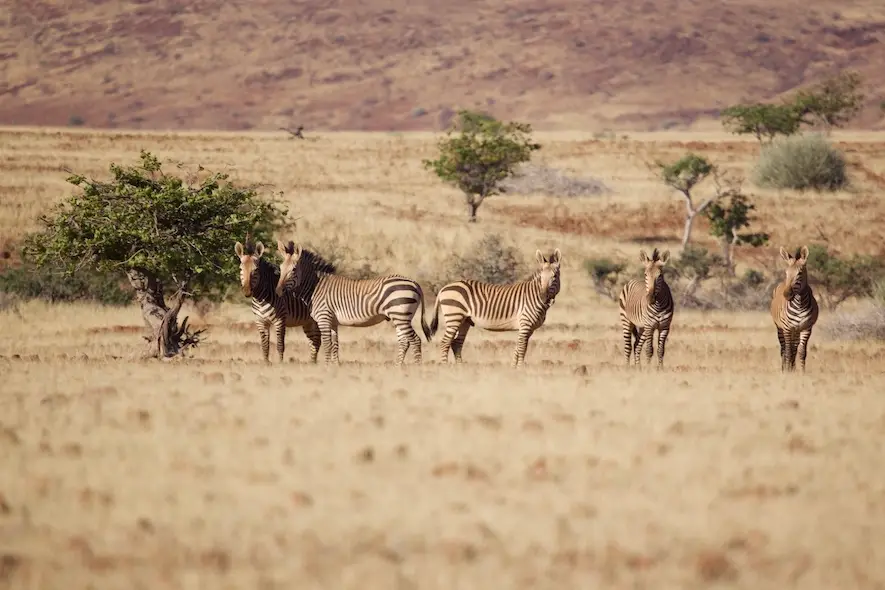 etendeka_zebras.jpeg