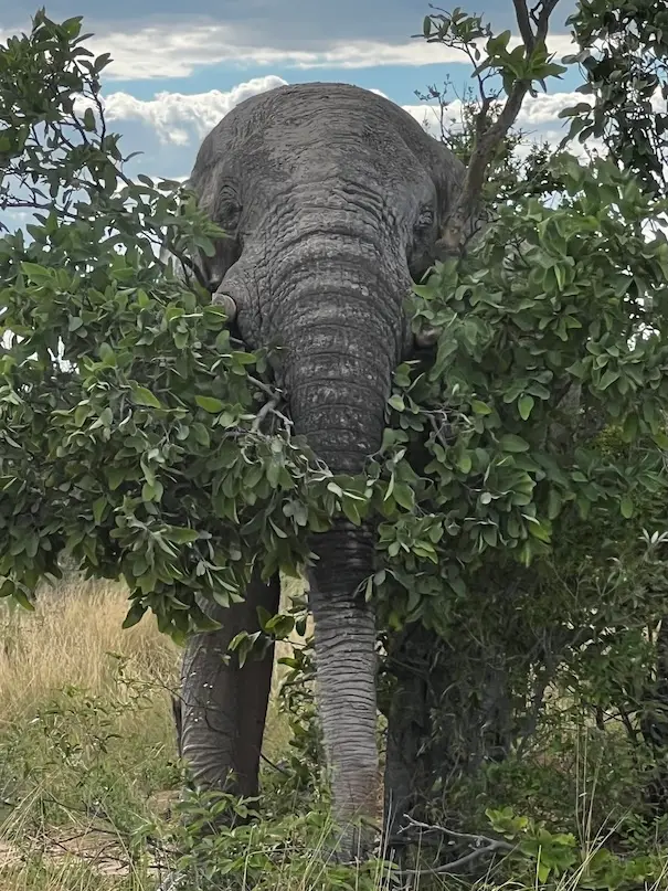 etosha_elephant.jpeg