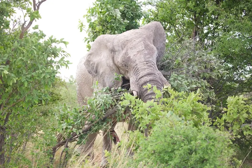 etosha_elephant2.jpeg