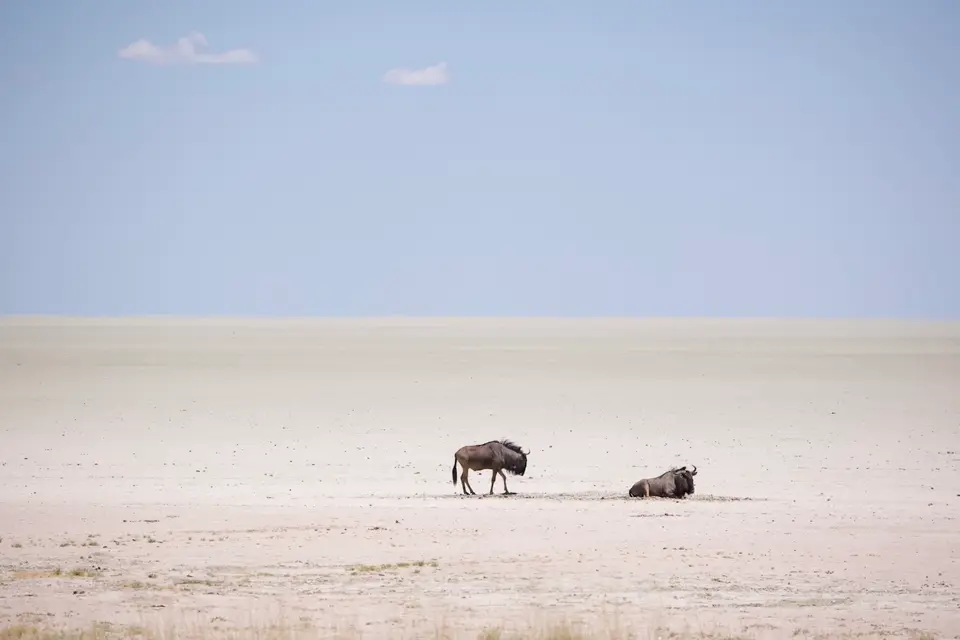 etosha_gnu.jpeg