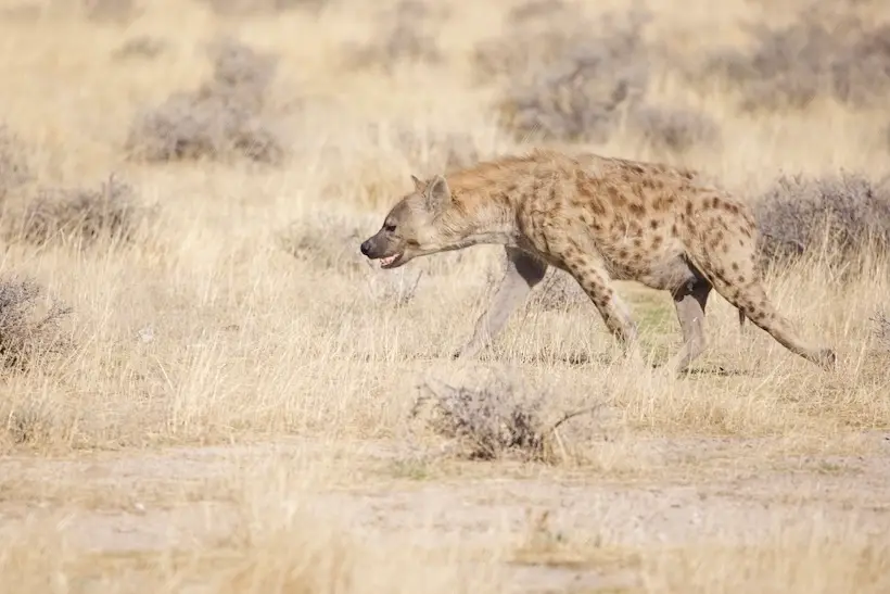etosha_hyena.jpeg