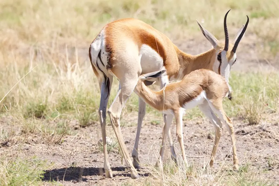 etosha_springbock.jpeg