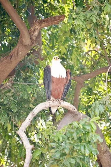 ihaha_fish_eagle.JPG