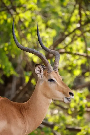ihaha_impala_male.JPG