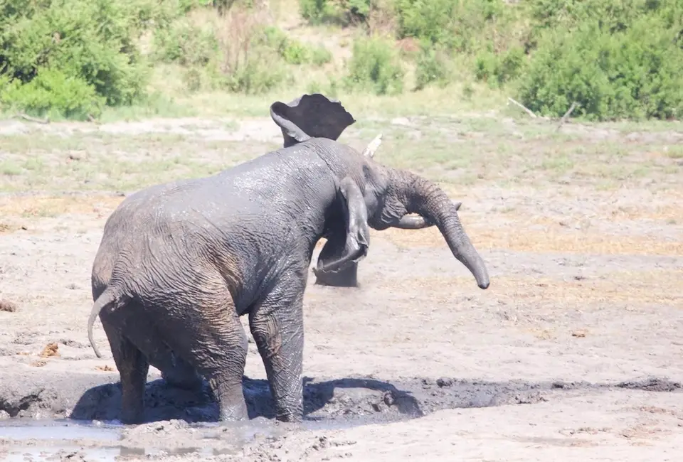 khaudum_elephant1.jpeg