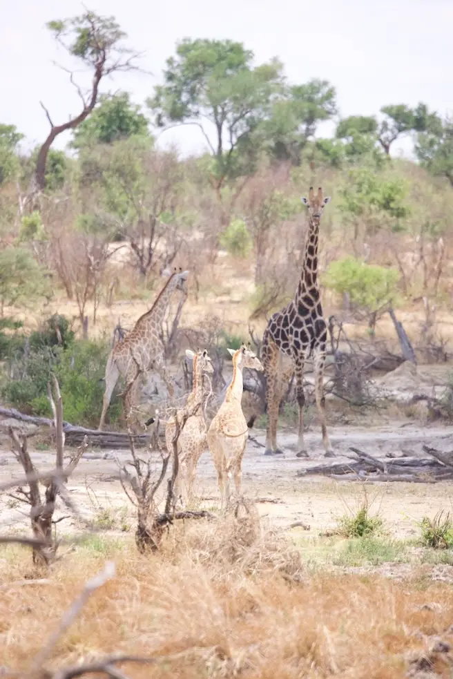khaudum_giraffe.jpeg