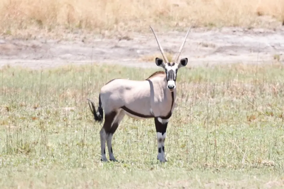 khaudum_oryx.JPG