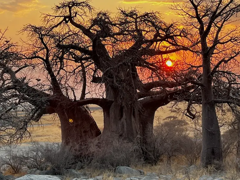 kubu_sundown.jpg