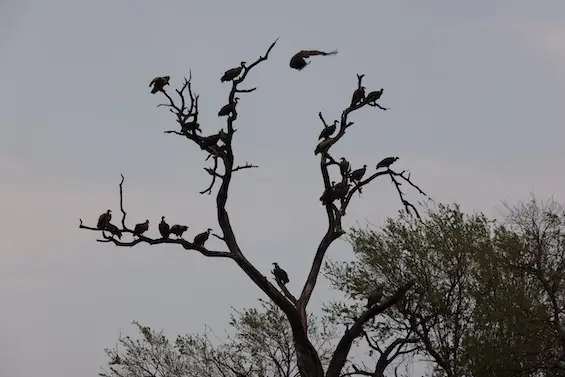 linyanti_vultures.JPG