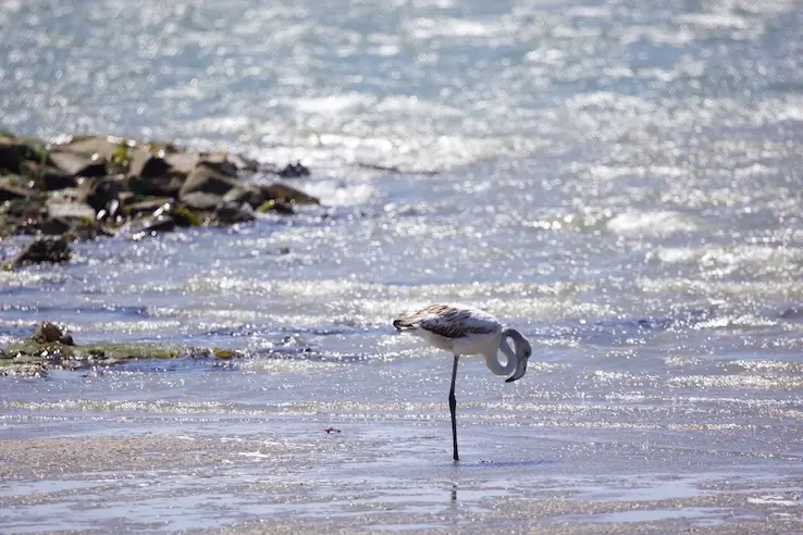 luederitz_bird.jpeg
