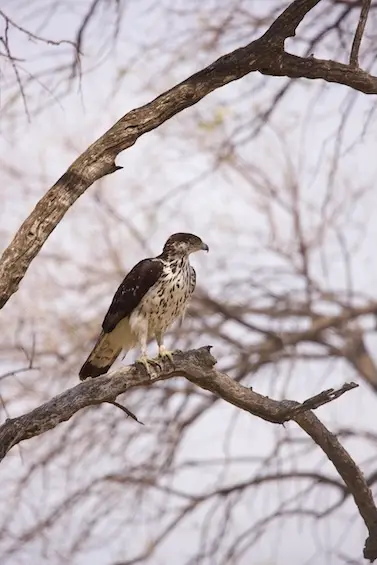 magotho_bateleur.jpeg