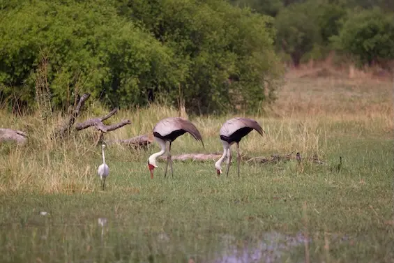 magotho_cranes.jpeg