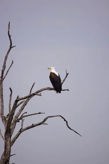 magotho_fisheagle-2.jpeg