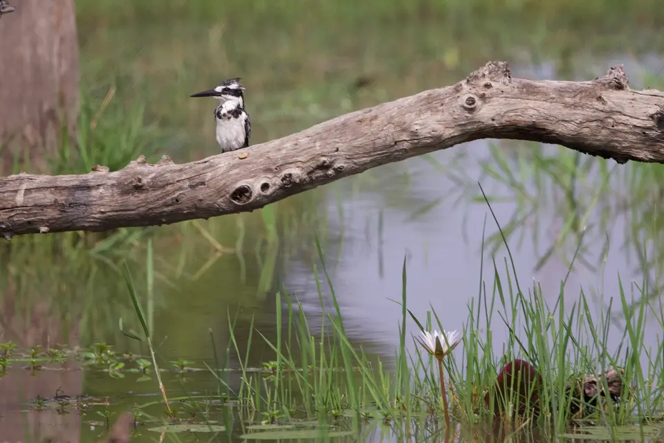 magotho_kingfisher.jpeg