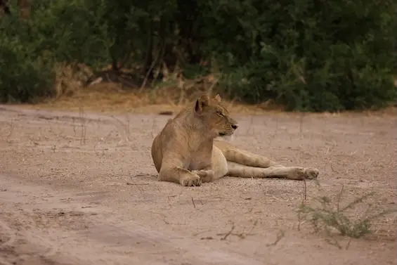 magotho_lion1.jpeg
