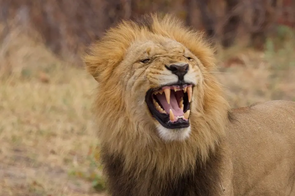 magotho_lion2.jpeg