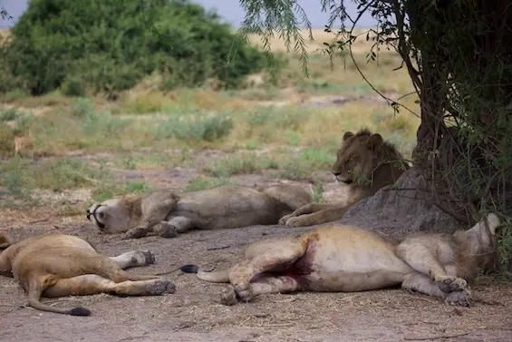 magotho_lions.jpeg