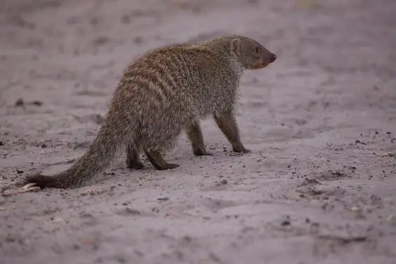 magotho_mongoose.jpeg