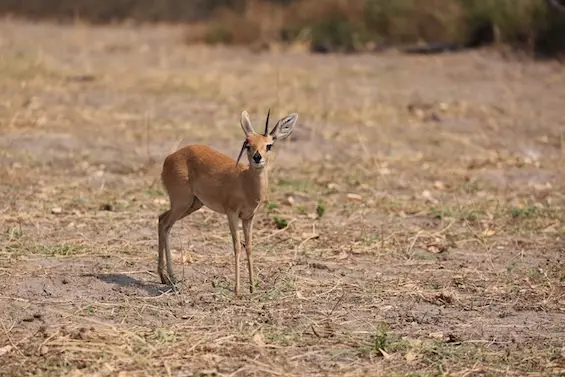magotho_steenbok.JPG