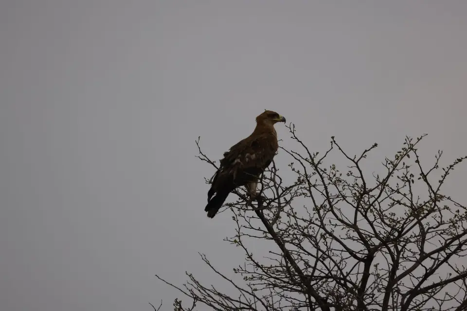 magotho_tawny_eagle.JPG