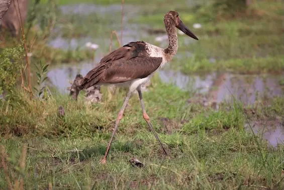 magotho_wooley_necked_stork.jpeg