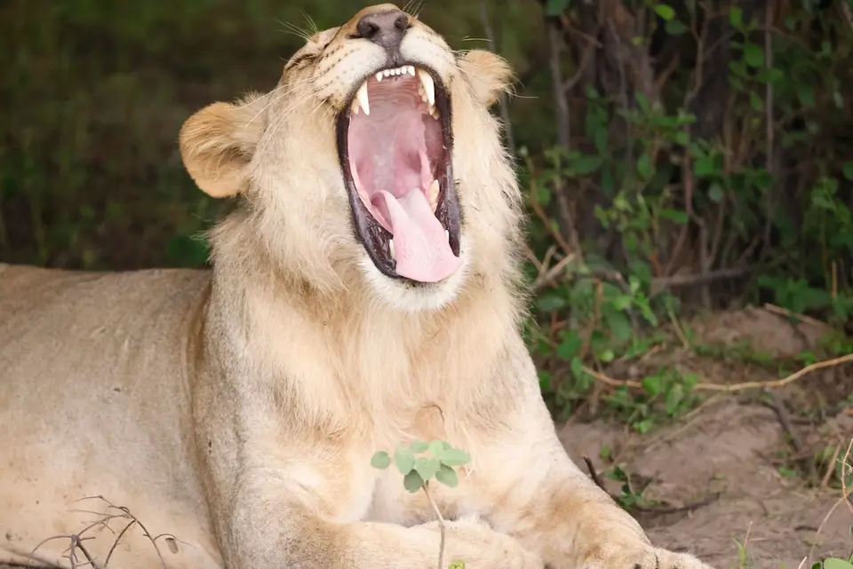 mahango_lion1.JPG