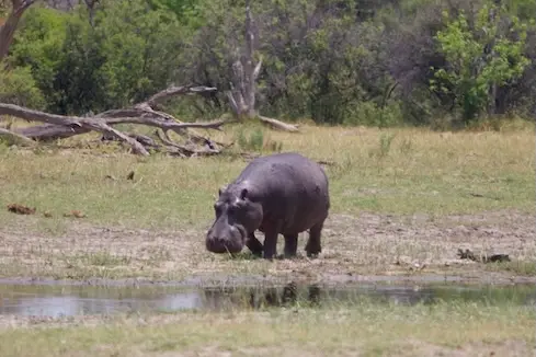 moremi_hippo.jpeg