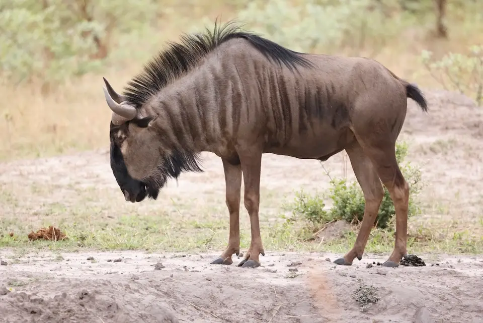 nambwa_gnu.JPG