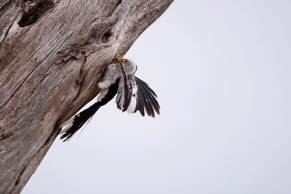 nambwa_hornbill1.JPG