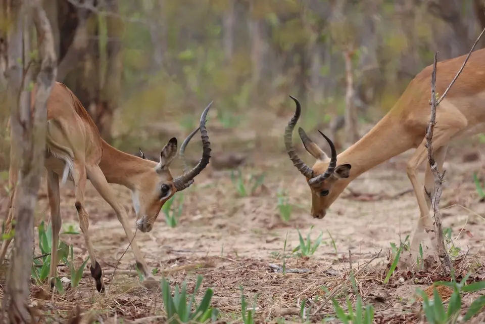 nambwa_impala.JPG