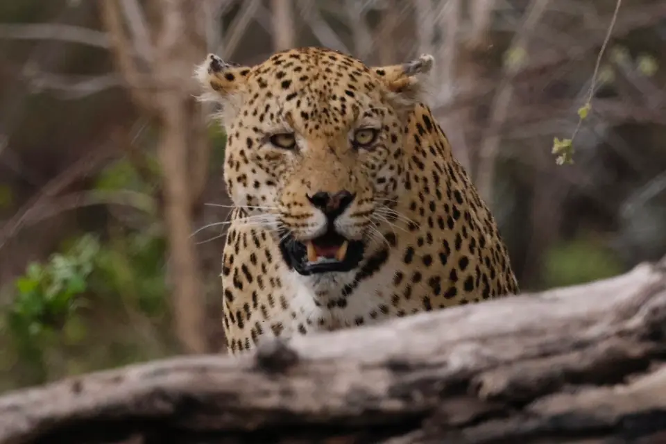 nambwa_leopard2.jpg