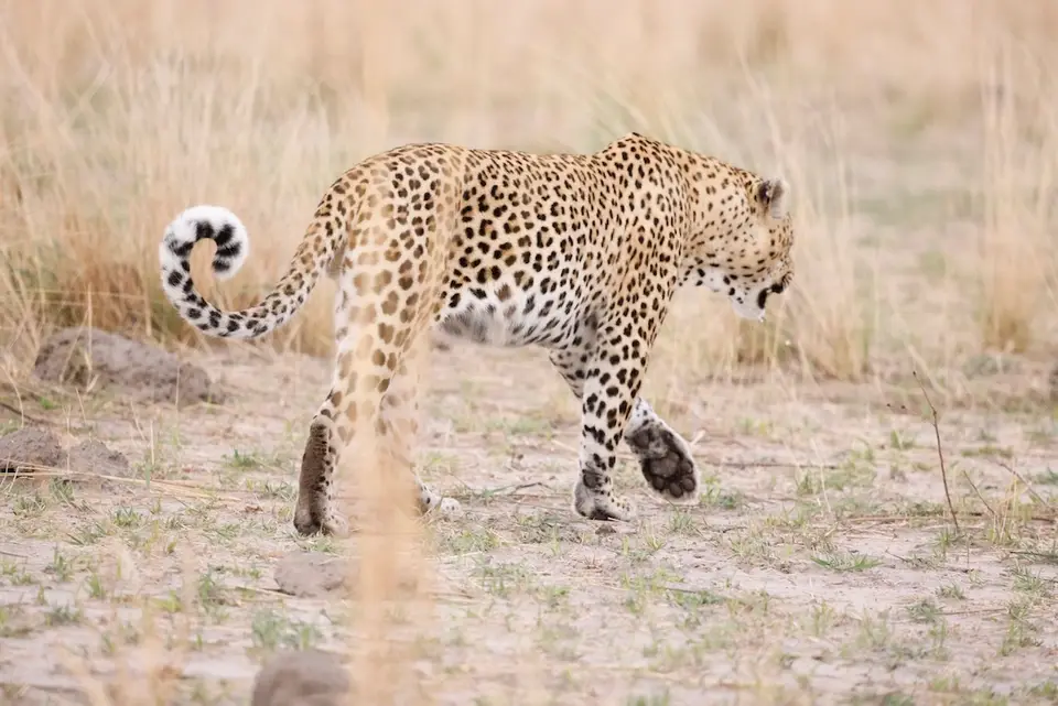 nambwa_leopard3.JPG