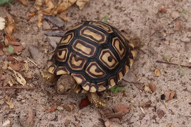 nambwa_turtle.JPG