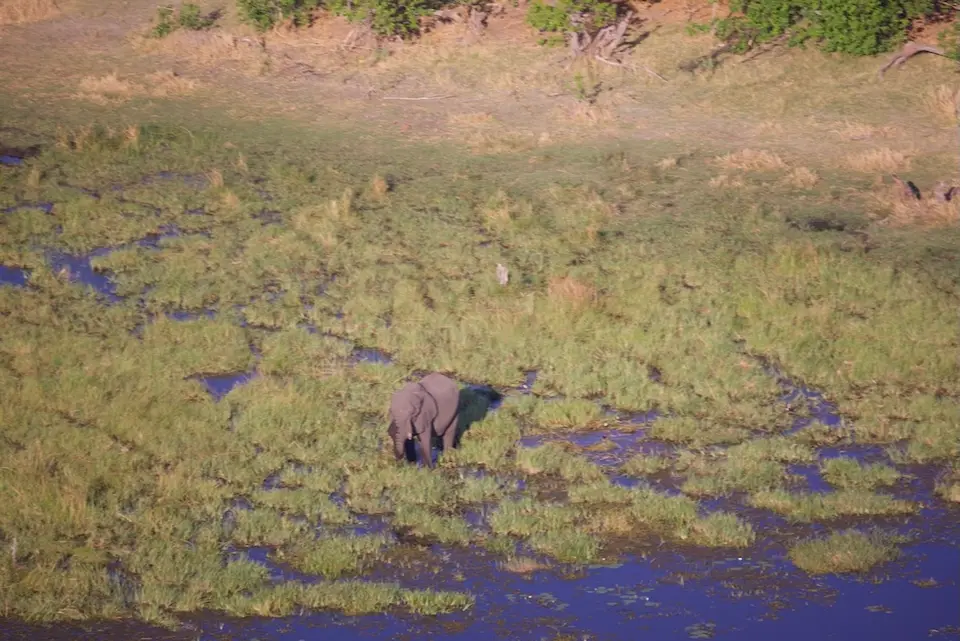 okavango_2.jpeg