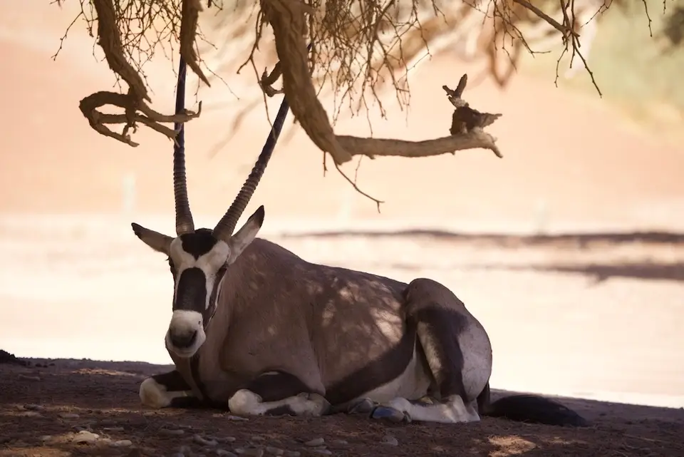 oryx.jpeg