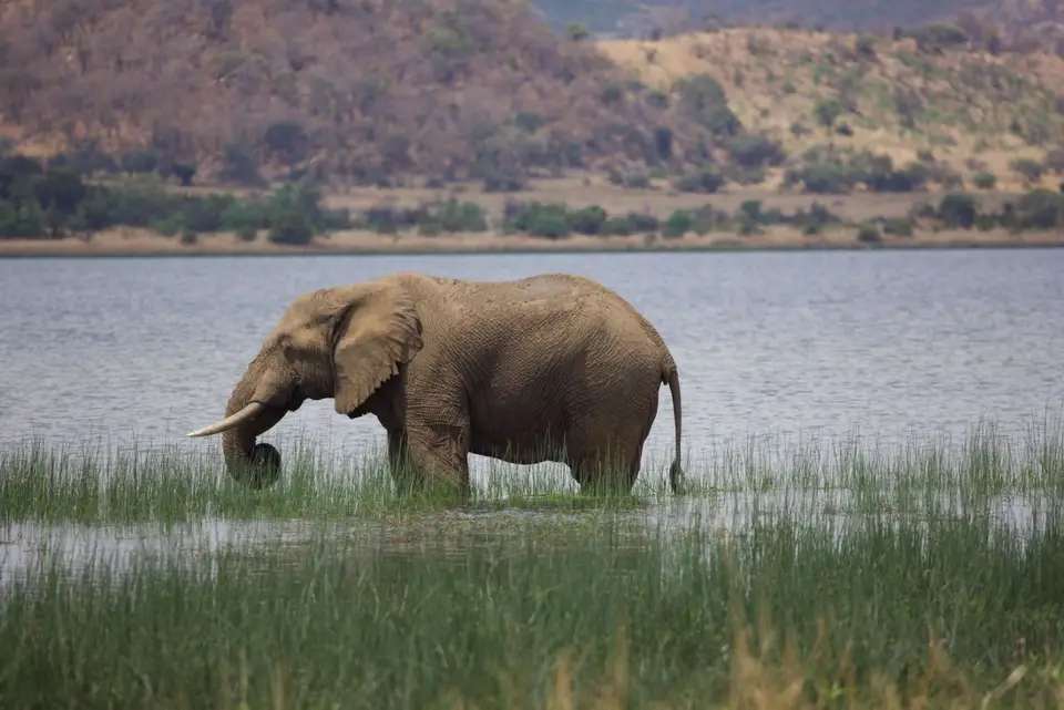pilanesberg_elephant_1.jpg