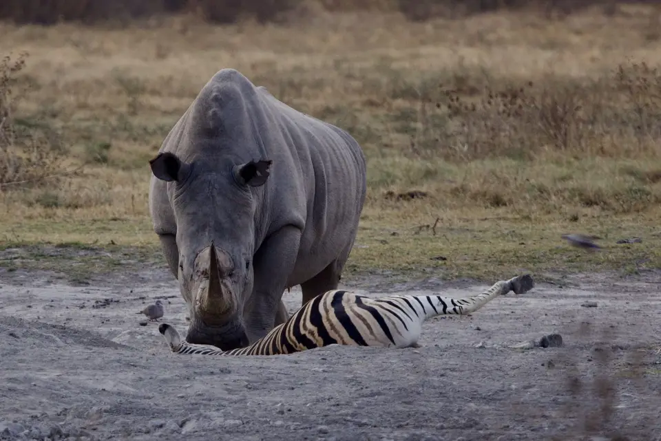 rhino_zebra.jpeg
