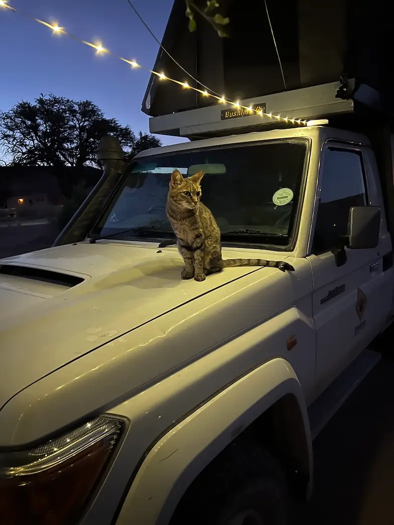 roadhouse_cat.jpeg