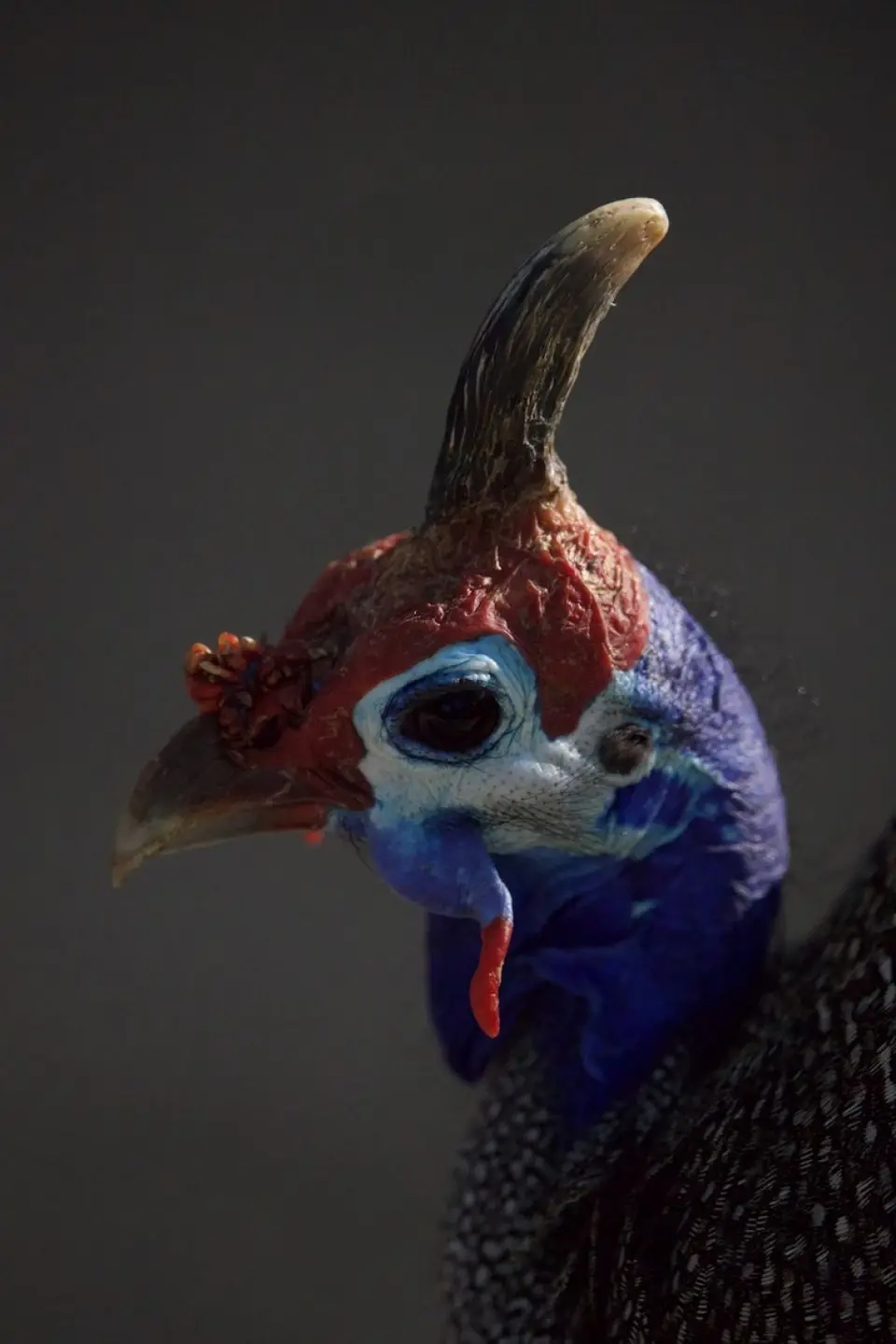 roy_guinea_fowl1.jpeg