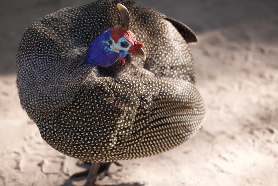 roy_quinea_fowl2.jpeg