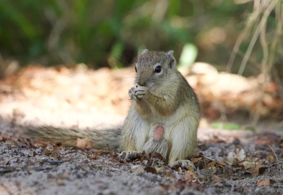roy_squirrel.jpeg