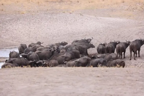 rupara_buffalos.JPG