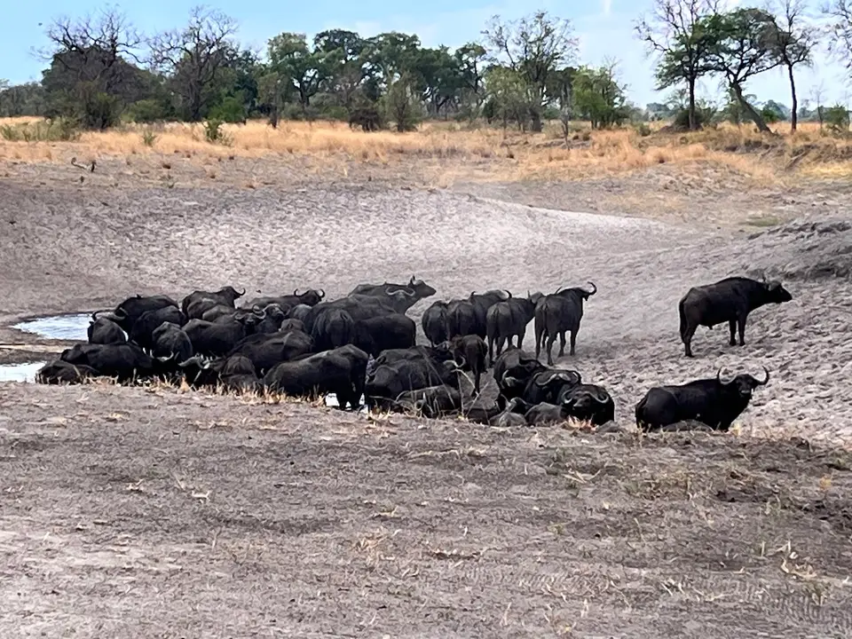 rupara_buffalos_2.jpeg