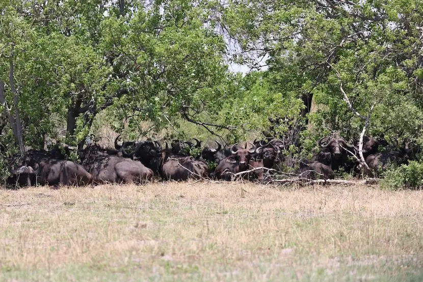 rupara_buffalos_3.JPG