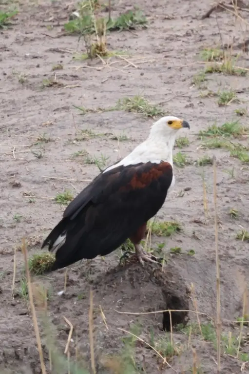 rupara_fish_eagle.JPG