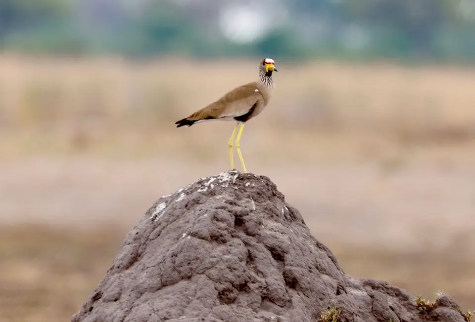 rupara_lapwing.JPG