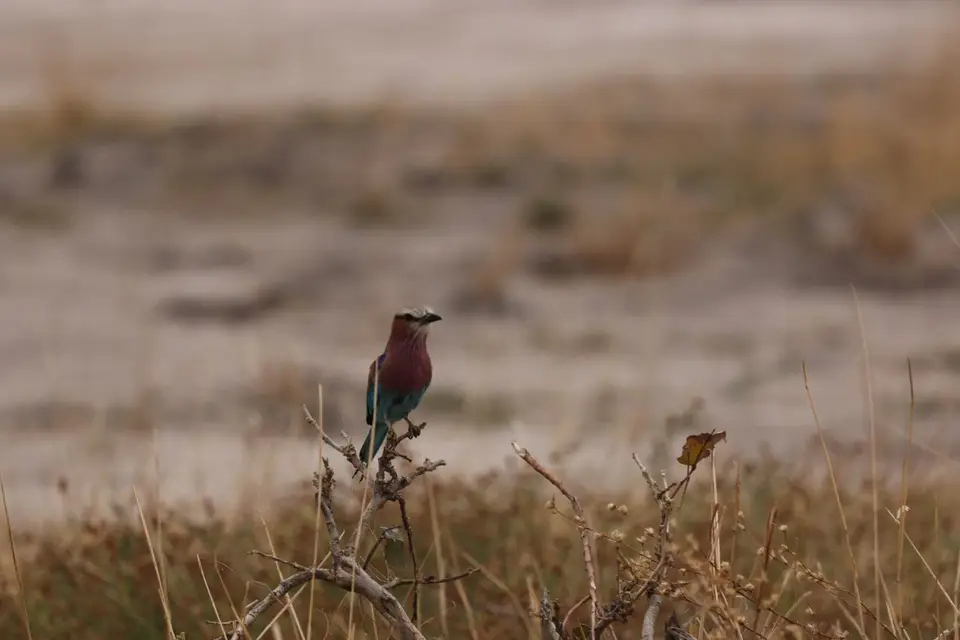 savuti_beeeater.JPG